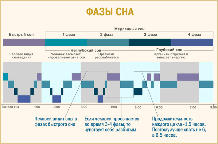 Фазы сна